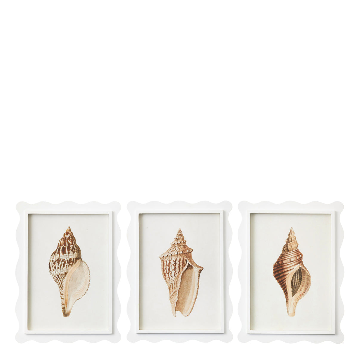 Florida Shells Scalloped Frame Glass Print Set of 3 – HAUSETTE®